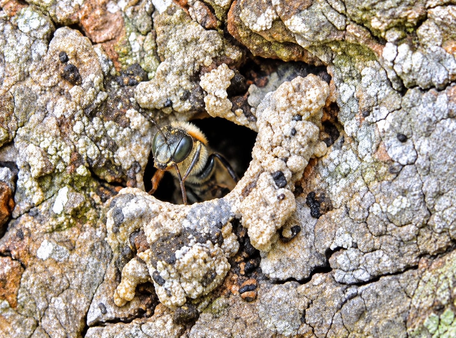 Colmenas de abejas nativas